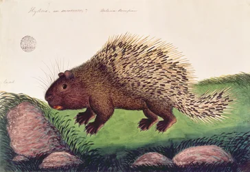 Dammai Batoo, aus Zeichnungen von Tieren, Insekten und Reptilien aus Malakka, ca. 1805-18